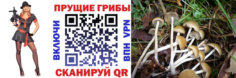 Галлюциногенные грибы Psilocybine cubensis  купить наркотики сайты  Юрюзань 